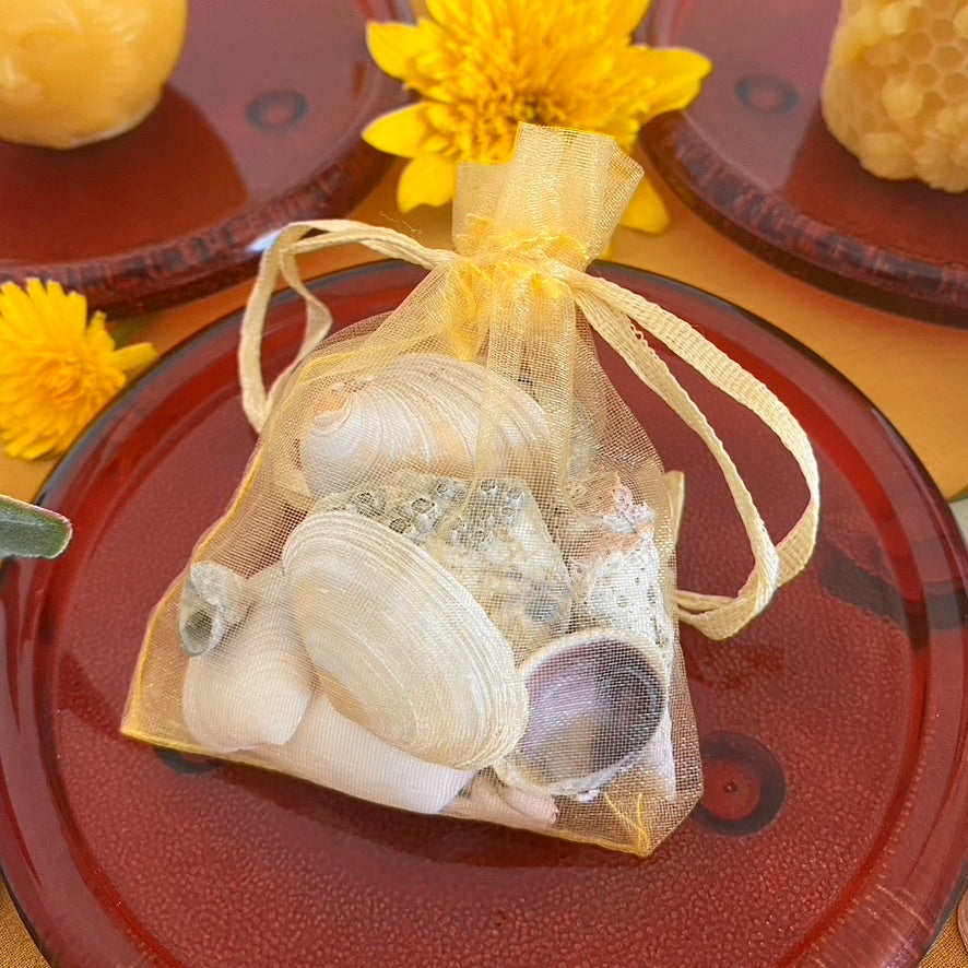 Summer Solstice Seashells